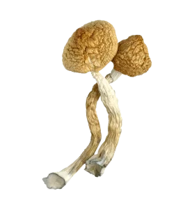 Golden Teacher Cubensis Mushrooms