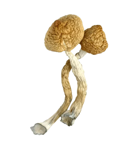 Golden teachers mushroom