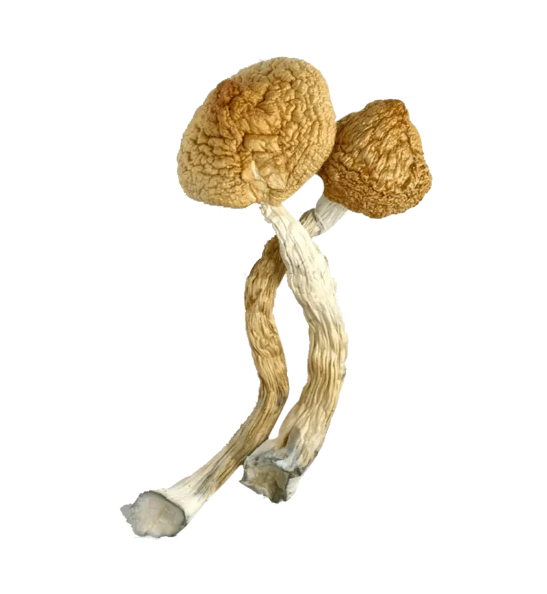 Golden Teacher Cubensis Mushrooms