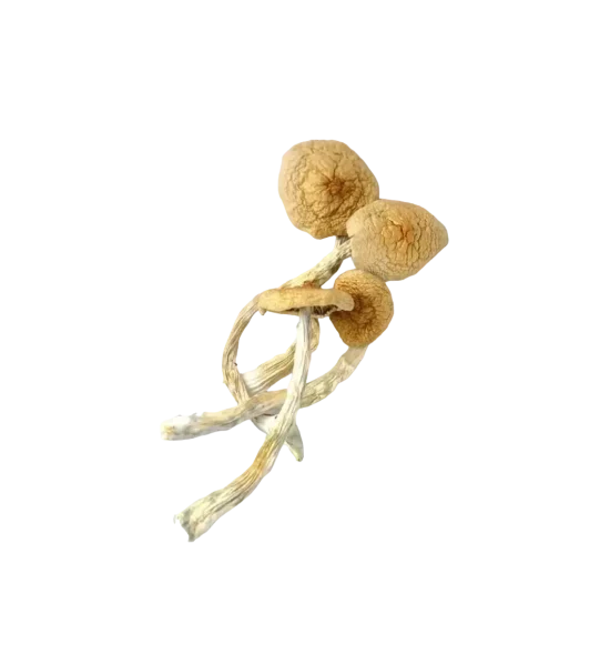 Golden teachers mushroom