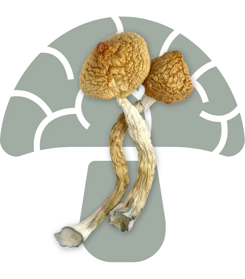 Golden Teacher Cubensis Mushrooms