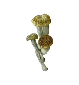 Yeti Shrooms