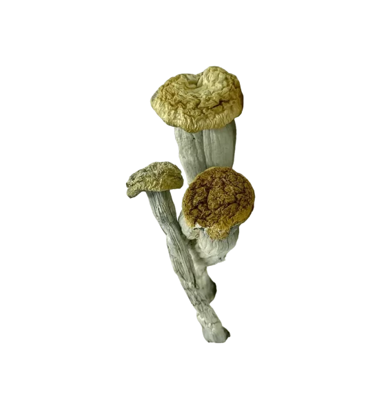 Yeti Shrooms