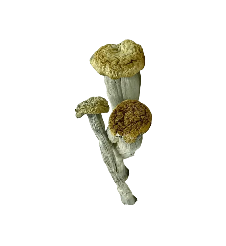 Yeti Shrooms