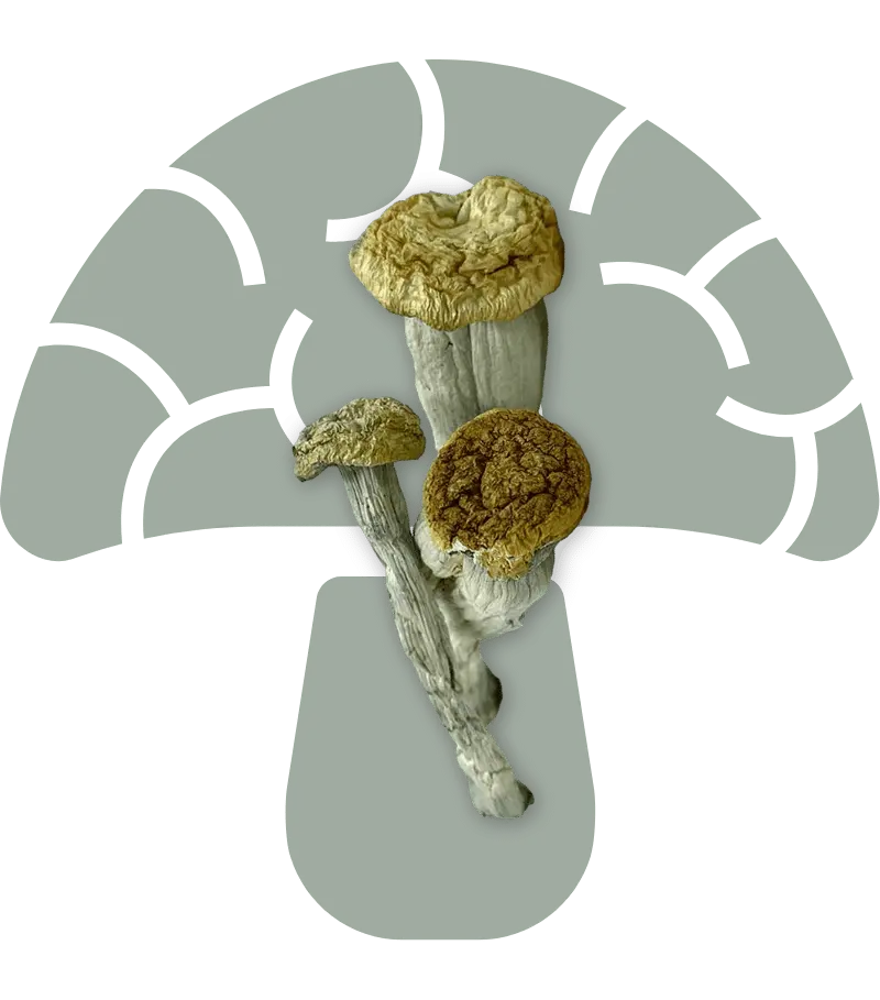 Yeti Shrooms