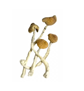 Aztec God Shrooms