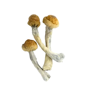 Trinity Shrooms