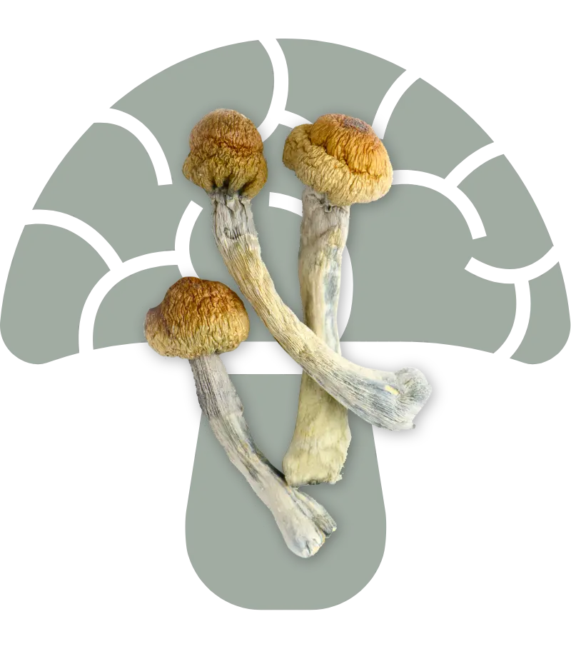 Trinity Shrooms