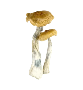 Hawaiian Cubensis Mushrooms