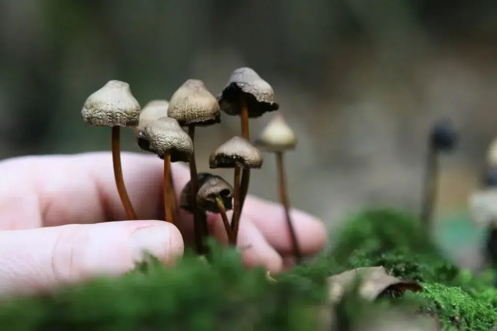 What Are the Health Benefits of Magic Mushroom Delivery in Calgary