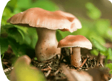 two mushroom growing