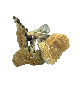 Alacabenzi Cubensis Shrooms