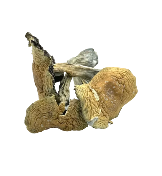 Alacabenzi Cubensis Shrooms