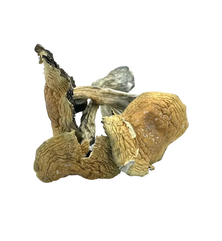 Alacabenzi Cubensis Shrooms