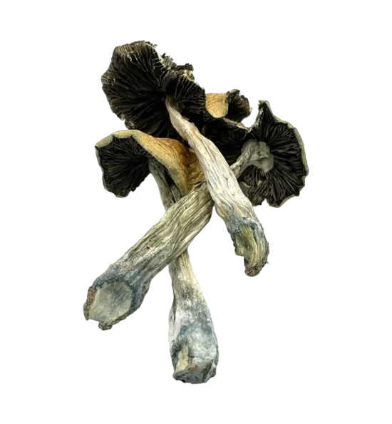 Alacabenzi Cubensis Shrooms