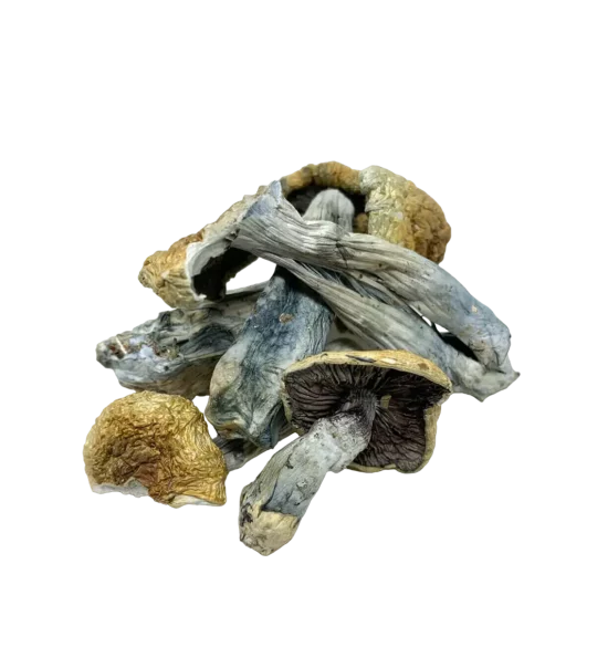 Vietnamese Cubensis Shrooms