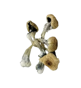 Treasure Coast Shrooms