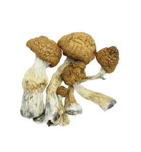 Melmac Shrooms