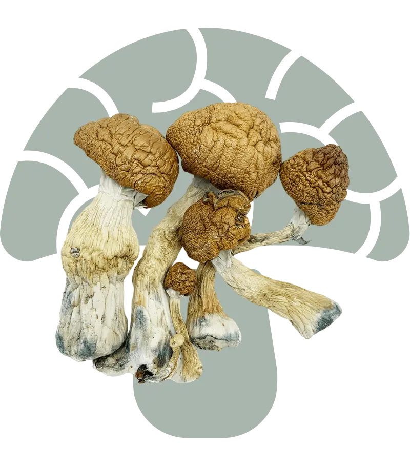 Melmac Shrooms