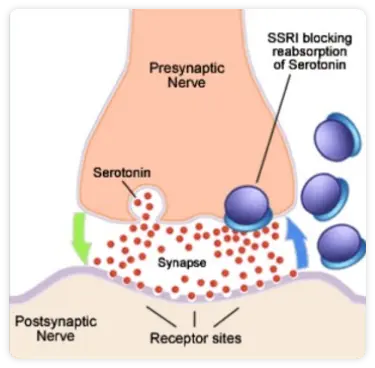 Investigating How Antidepressants Modulate the Effects of Psychedelics