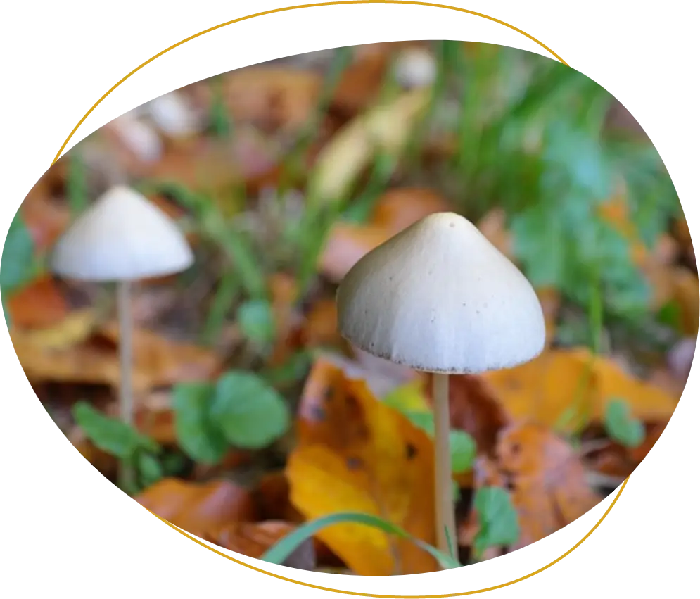 Psilocybin mushroom properties