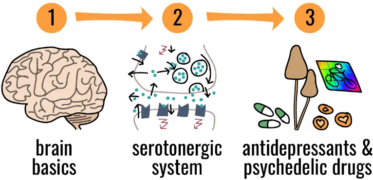 Evolving Mental Health Treatment from SSRIs to Psychedelic Options